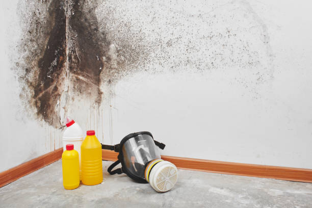 Best Attic Mold Remediation in Penn Estates, PA